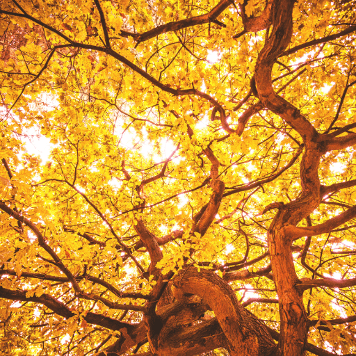 bomen bladeren zonlicht bomen bladeren zonlicht